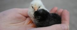 Pet Farm baby chicks